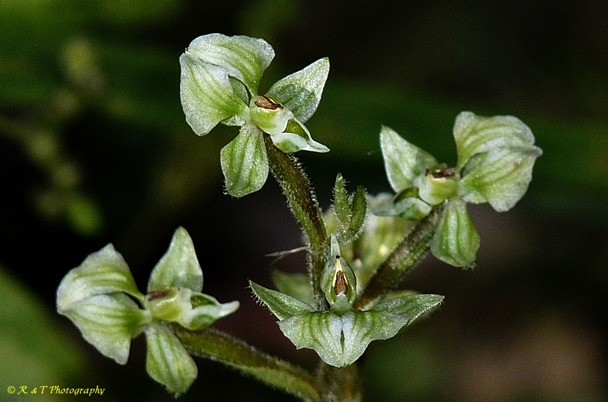 {Ponthieva racemosa}